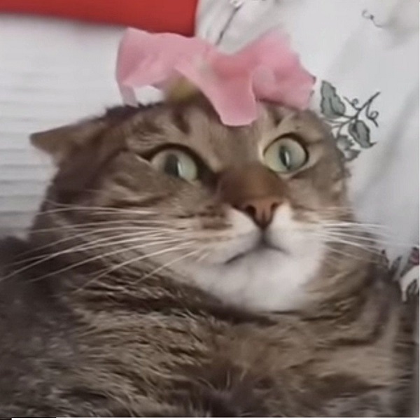 Логотип мода KubeJS Botania